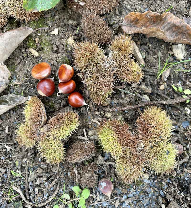 蝴蝶板栗壳