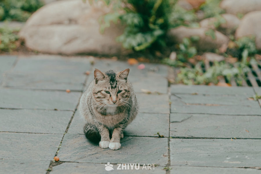 石板路上的悠闲猫咪