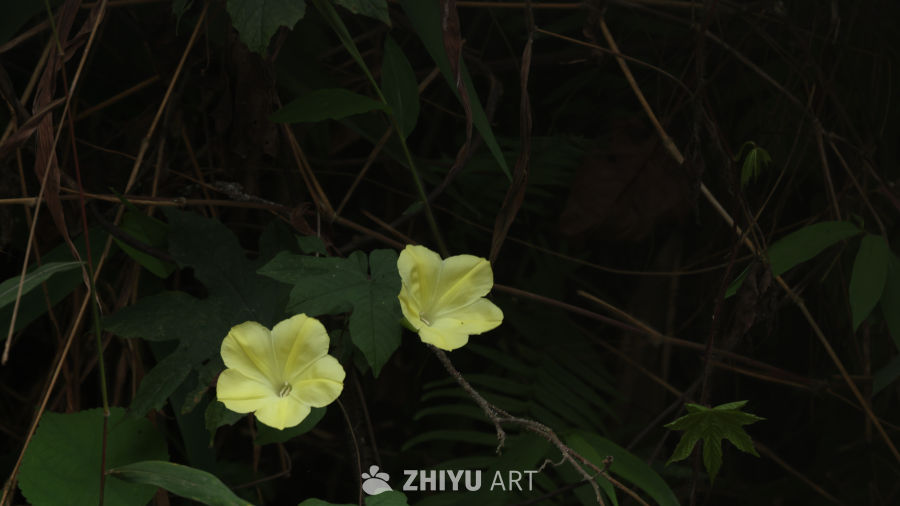 花 6