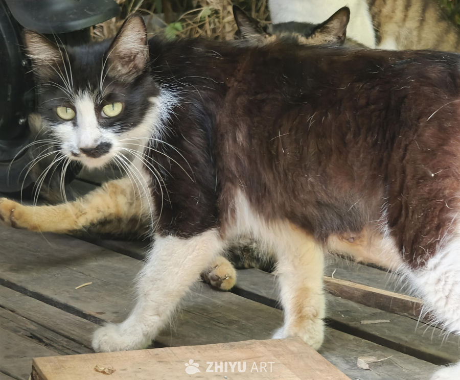 迈着豪迈步伐的猫咪