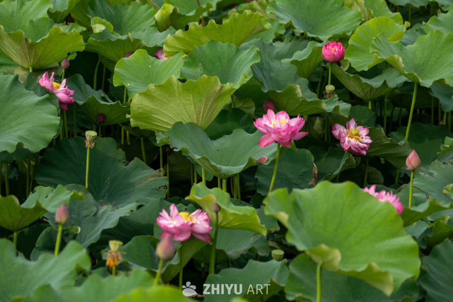 荷花 119