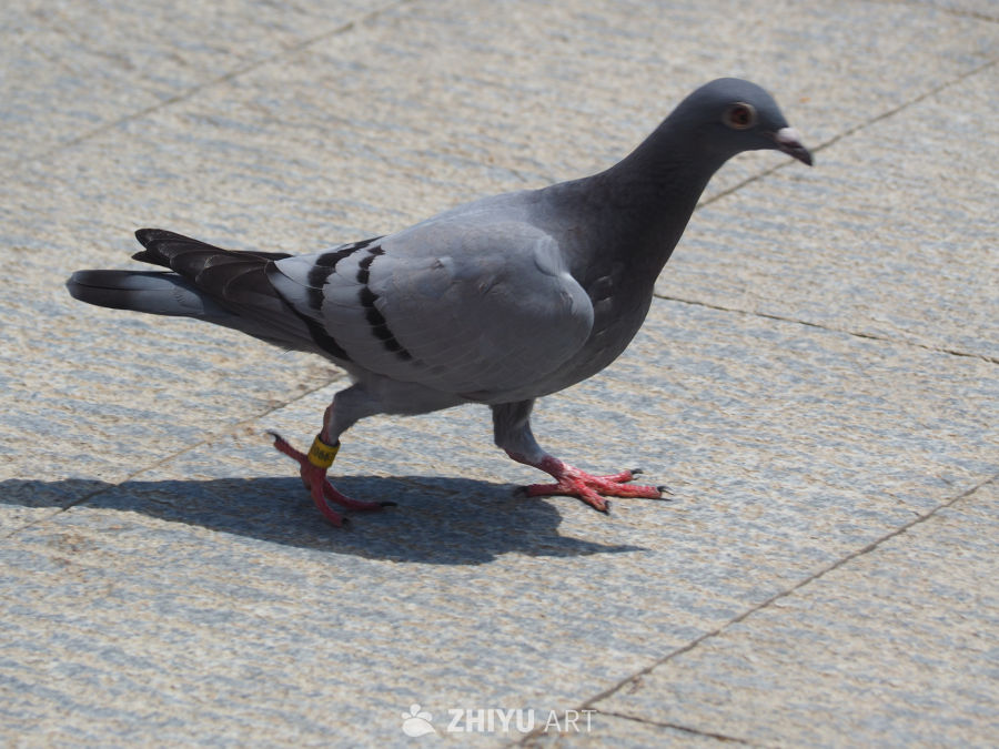 走地鸽子🕊️