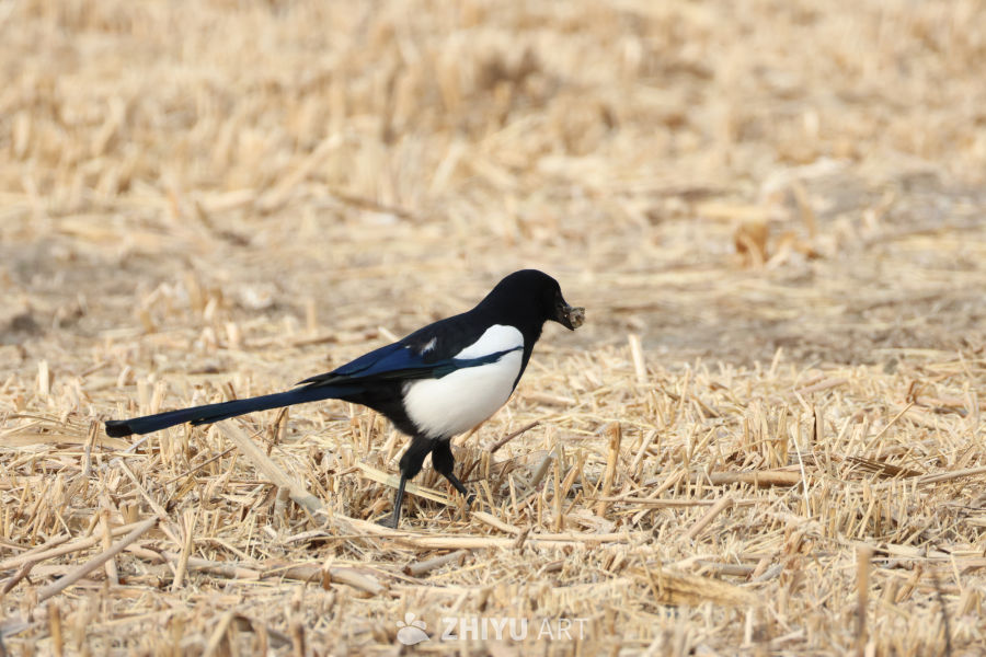 喜鹊田野觅食