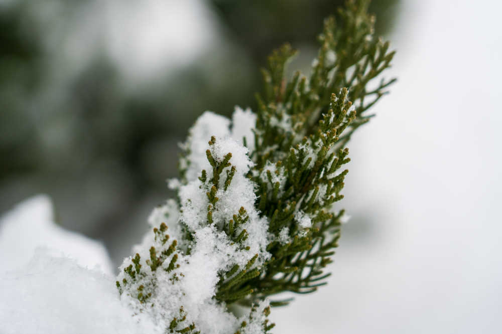 雪景