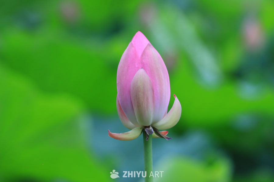 荷花 89