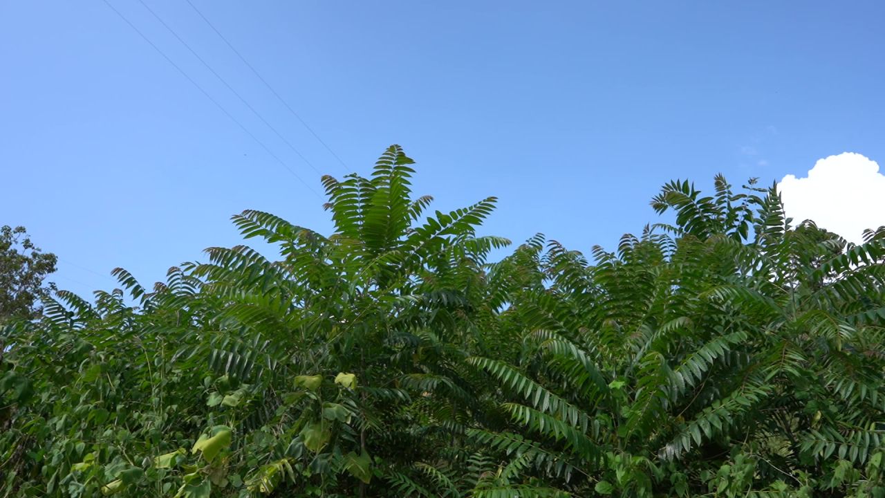 香椿采摘