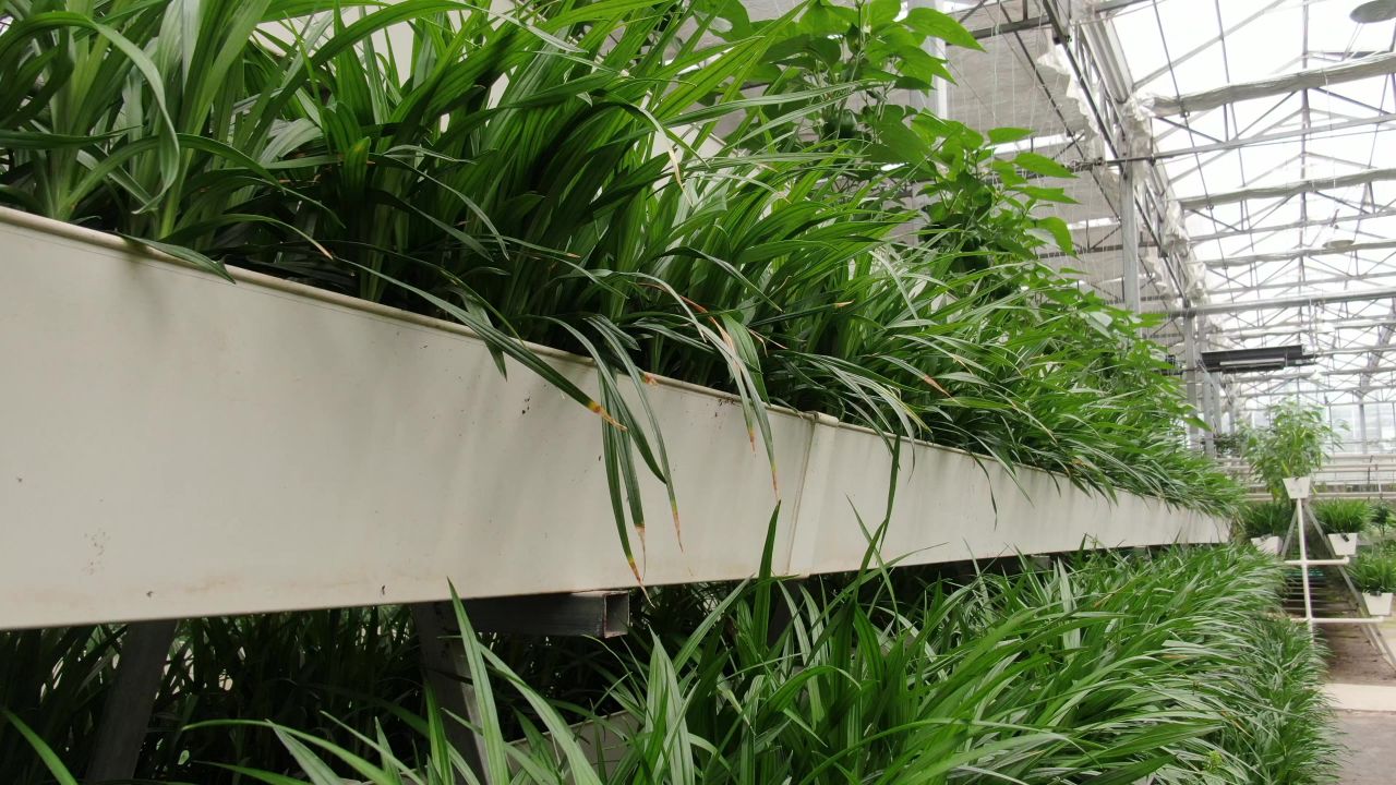 农业种植大棚有机蔬菜