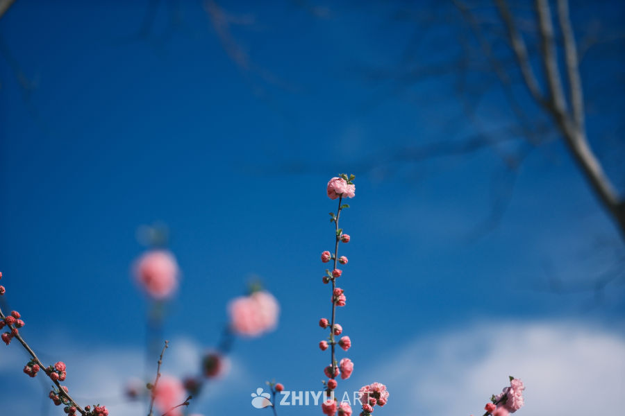 春天的花 9
