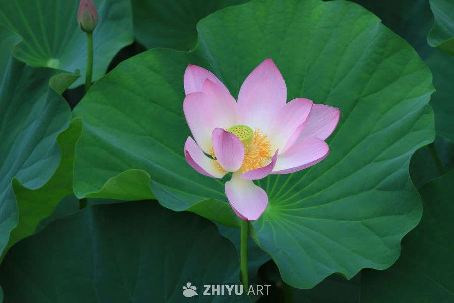 荷花 40