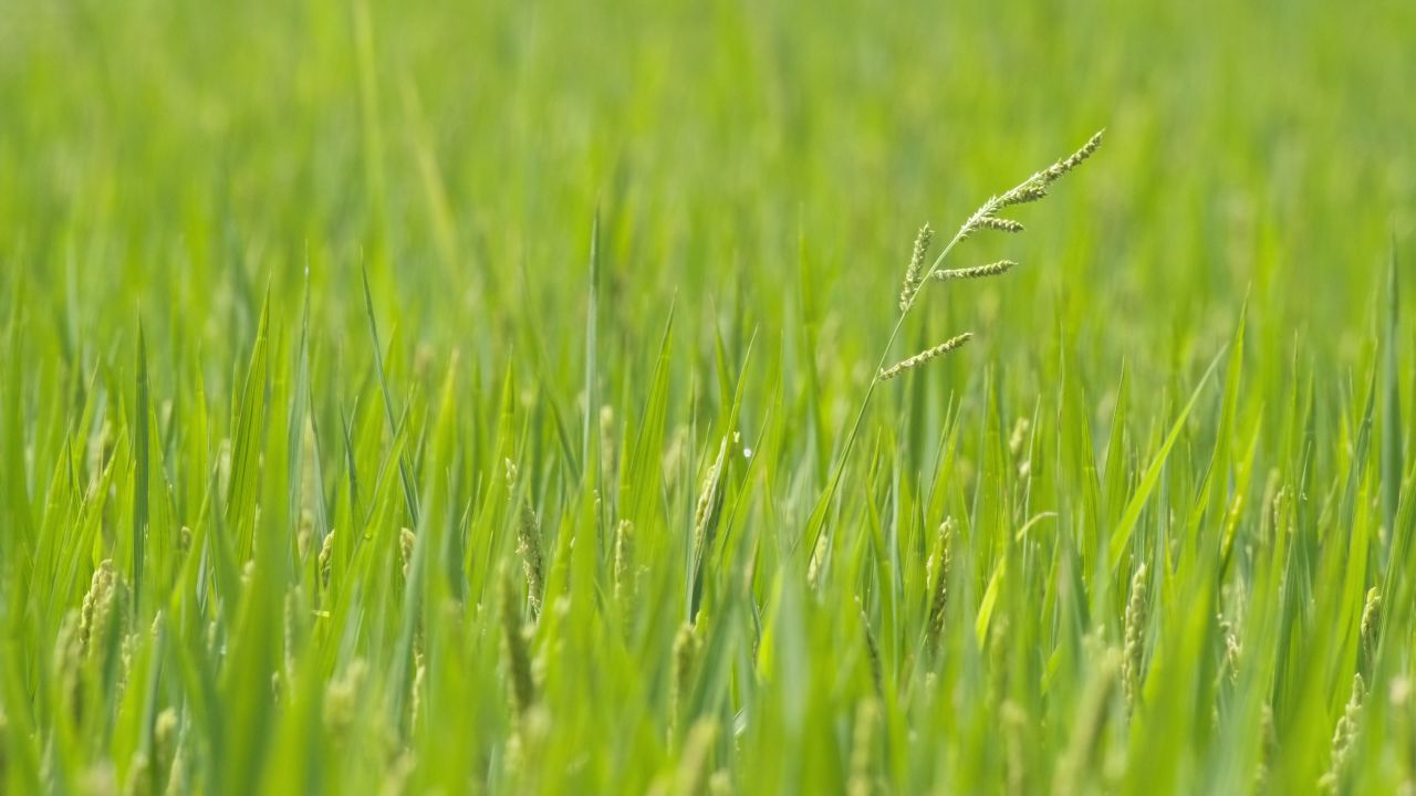 农村水稻田野粮食庄稼丰收 6