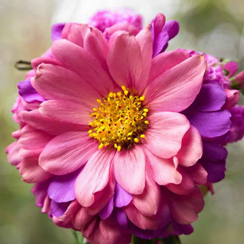 鲜花 14