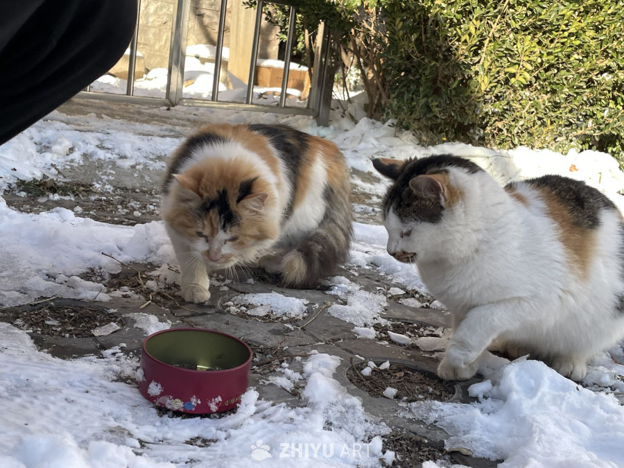 雪天的流浪猫 4