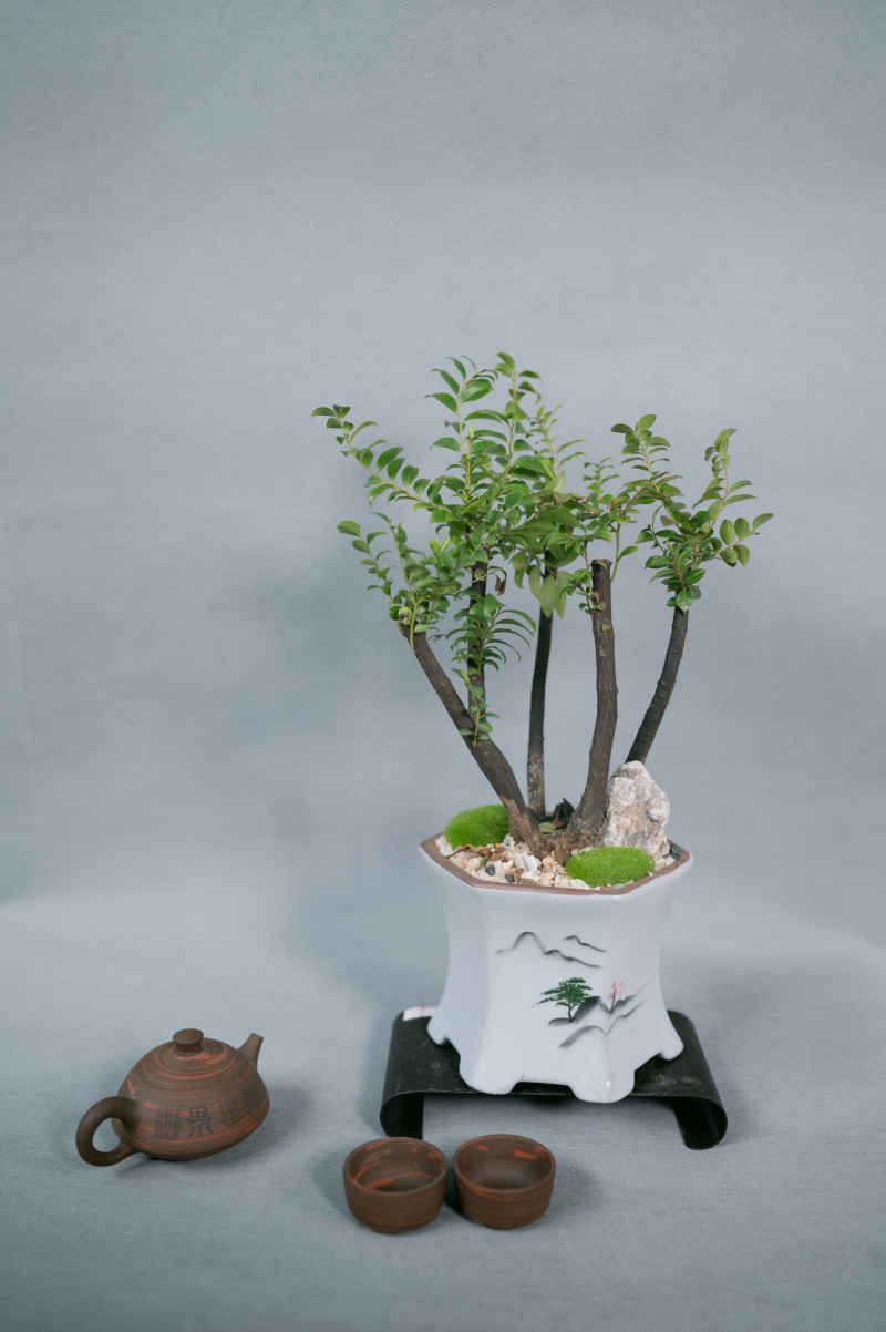 盆栽、插花 27