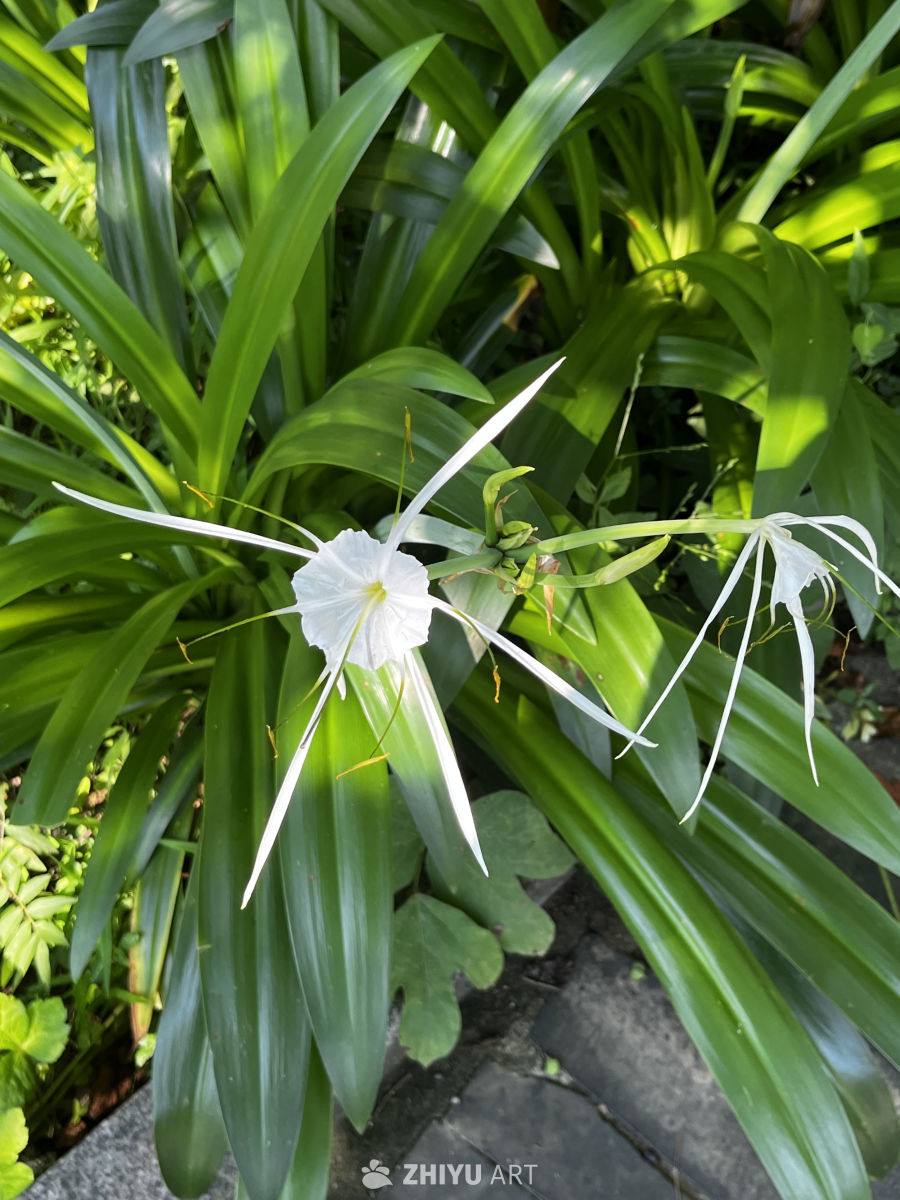 白花与绿叶的和谐之美