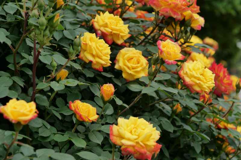 月季花 13