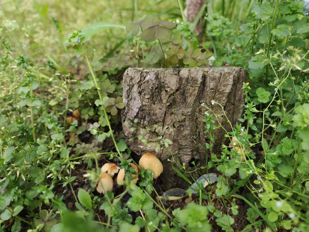 蘑菇