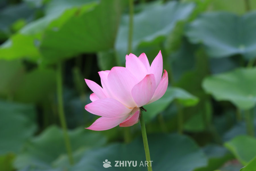 荷花 21