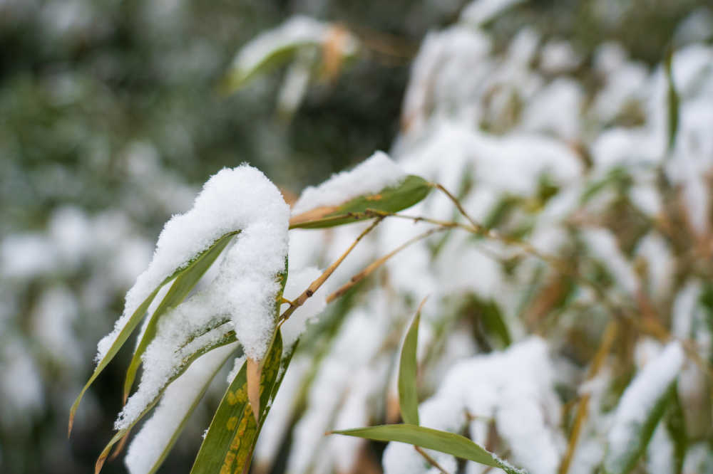 雪景