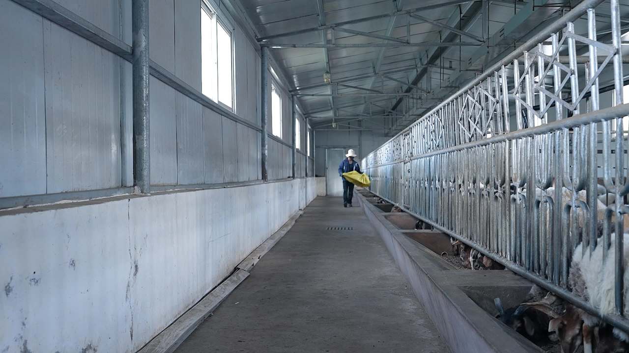 现代化养羊场养殖场景