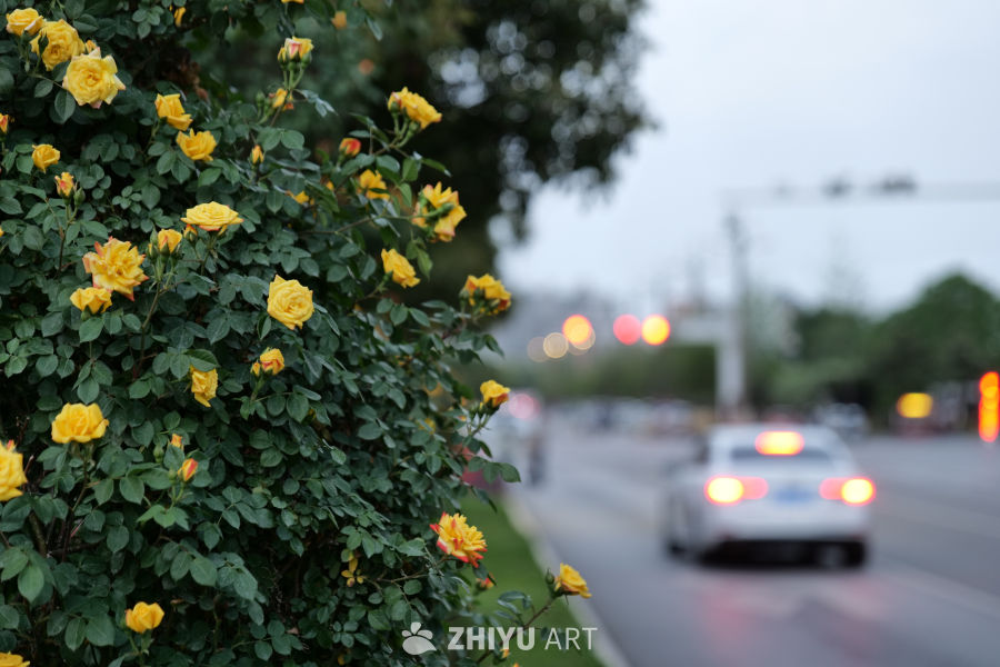 月季花 21