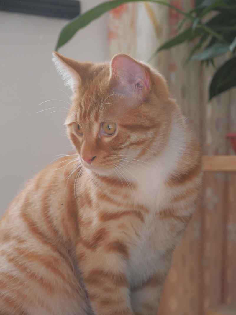 午后橘猫