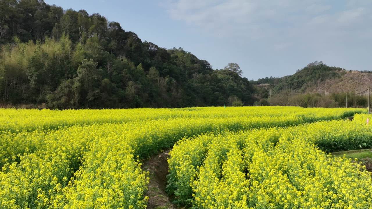 油菜花 2