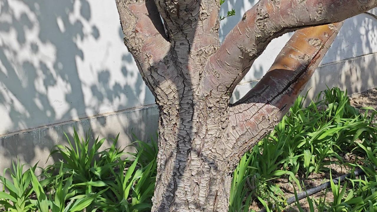 春意盎然