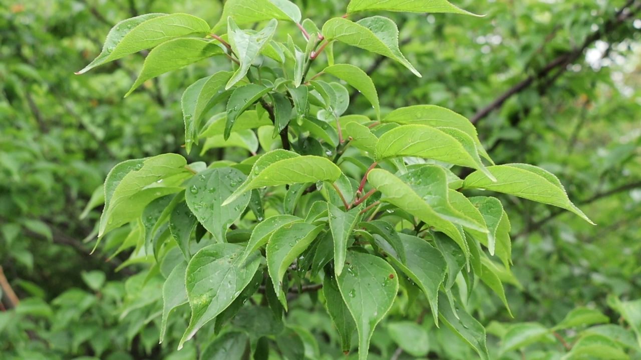 夏日雨后