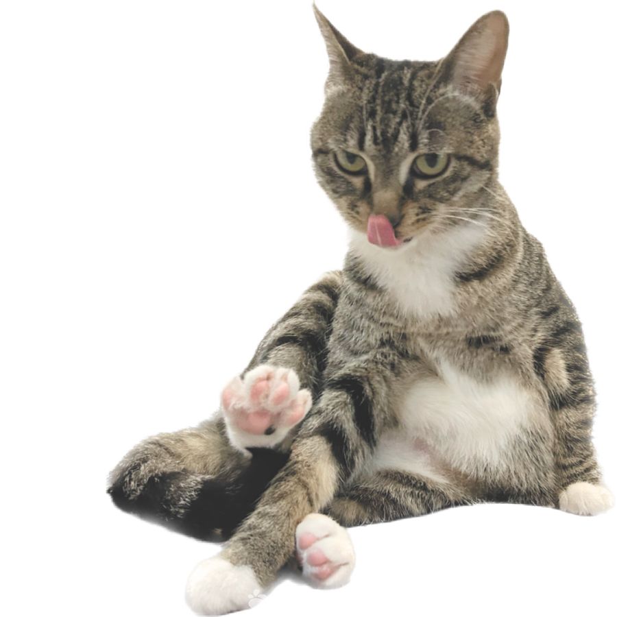 伸出舌头舔嘴的可爱狸花猫（透明背景）