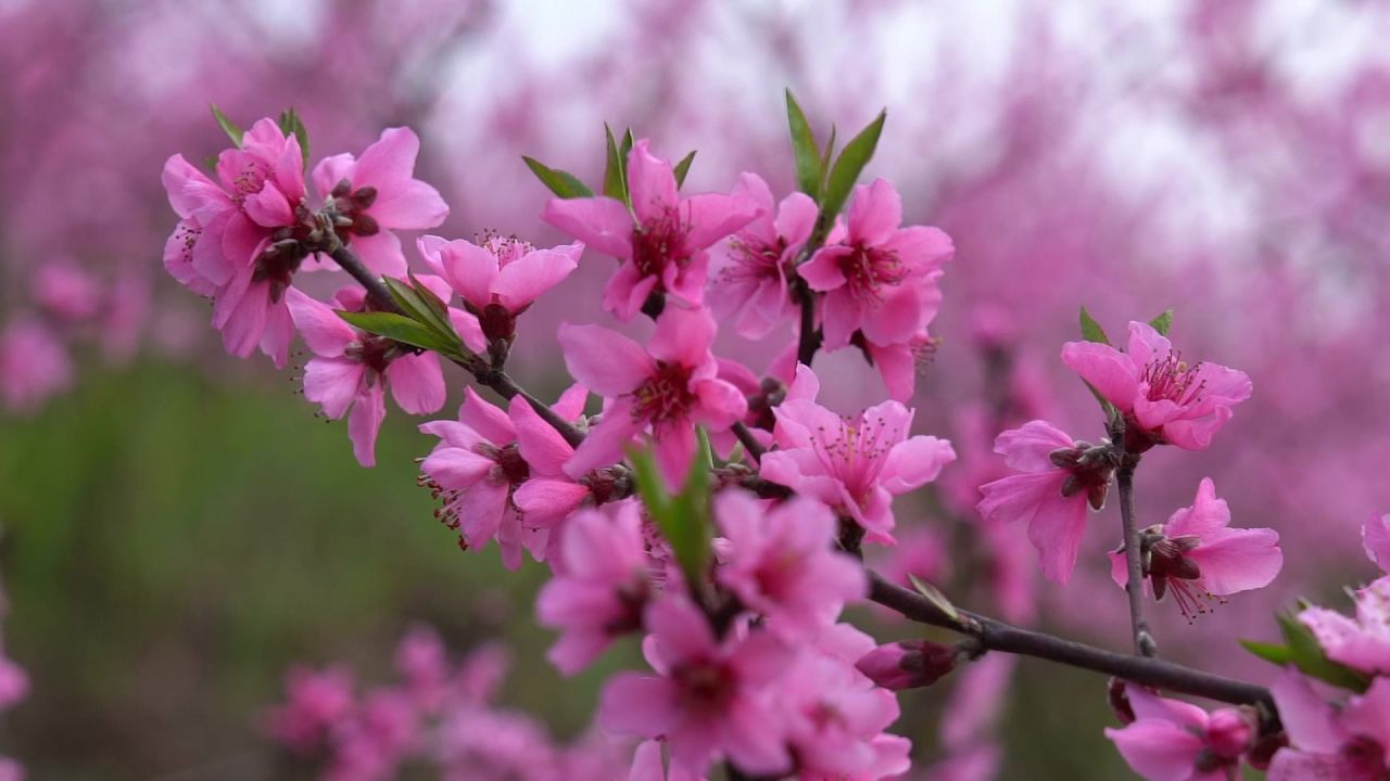 春天桃花开