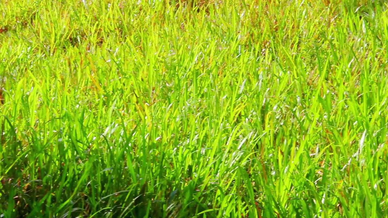 阳光青草地