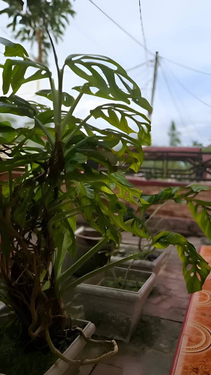 一盆盆栽植物，其叶子细长且弯曲，在木地板上展开，靠