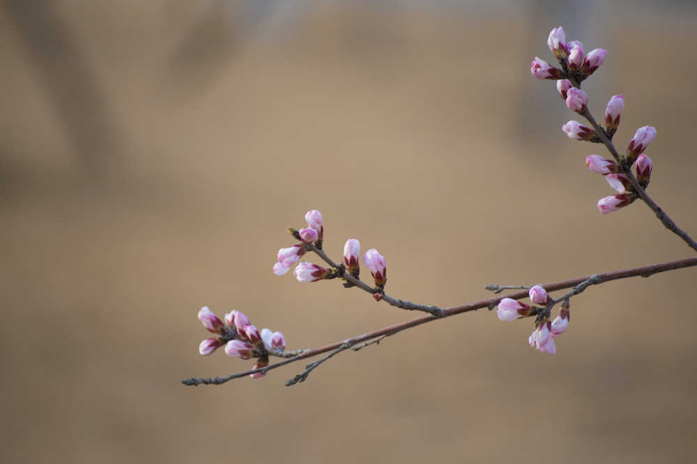 春天的花
