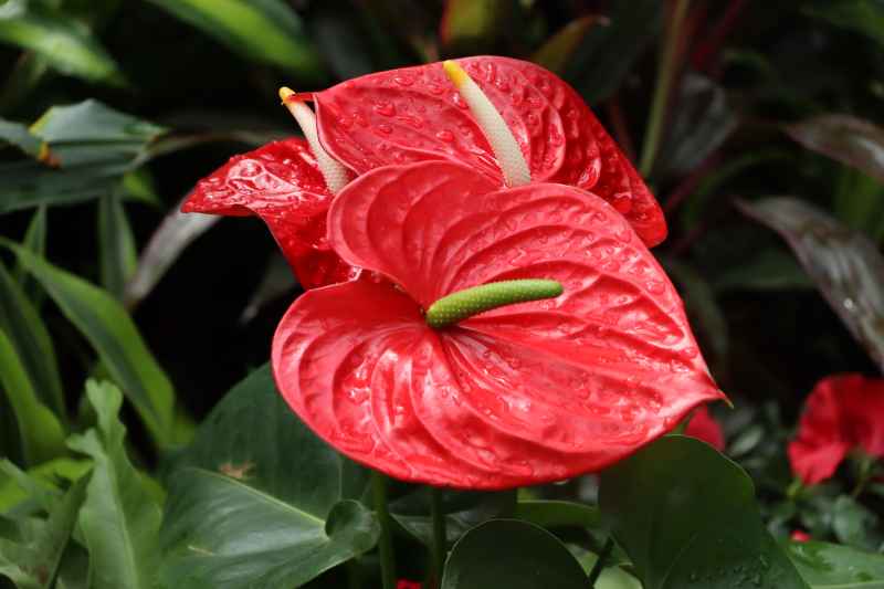 秋日红掌花