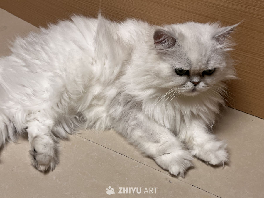 白毛长发猫的午后时光