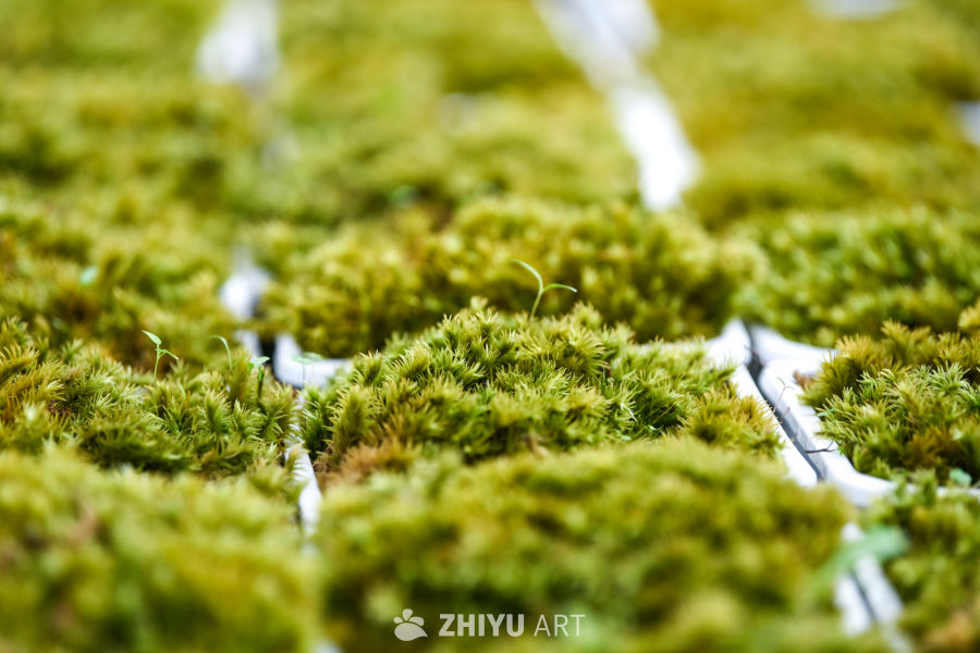 苔藓植物种植 28