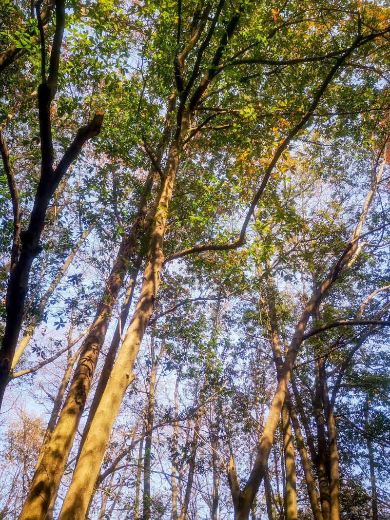 湖南省植物园秋天摄影图