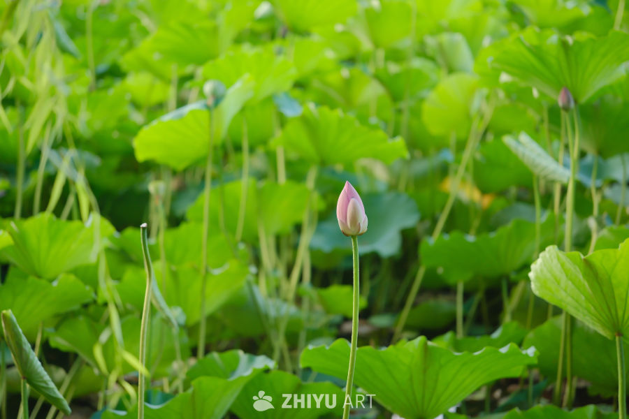 陶然亭 36