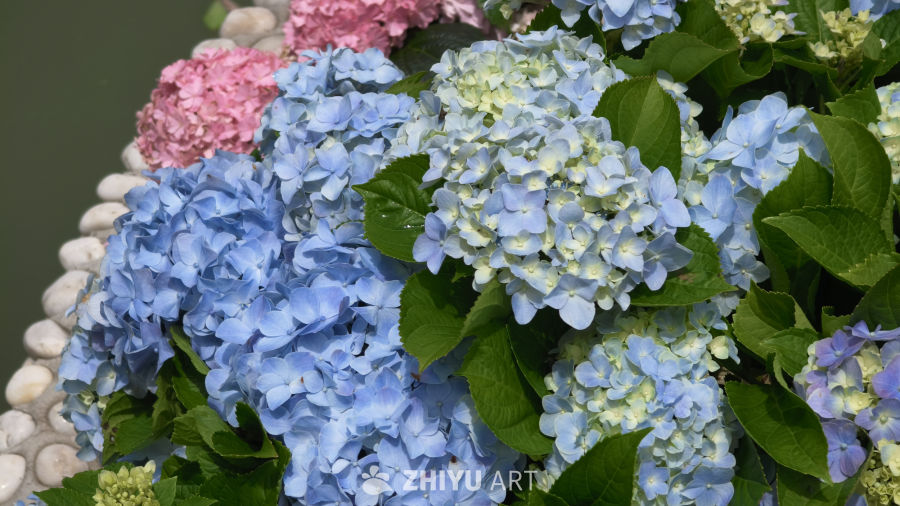 夏日里盛开的绣球花