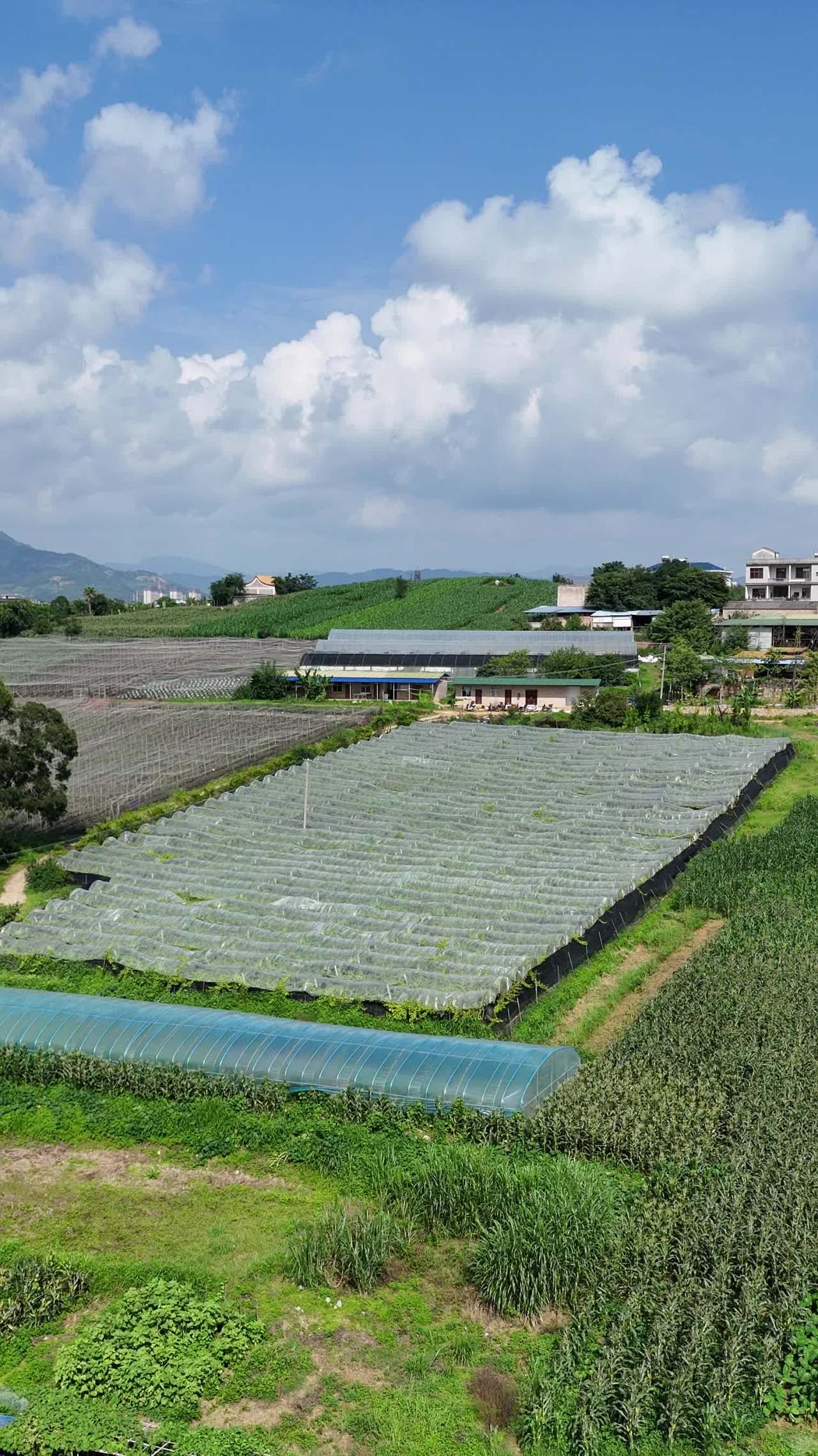 乡村温室风光