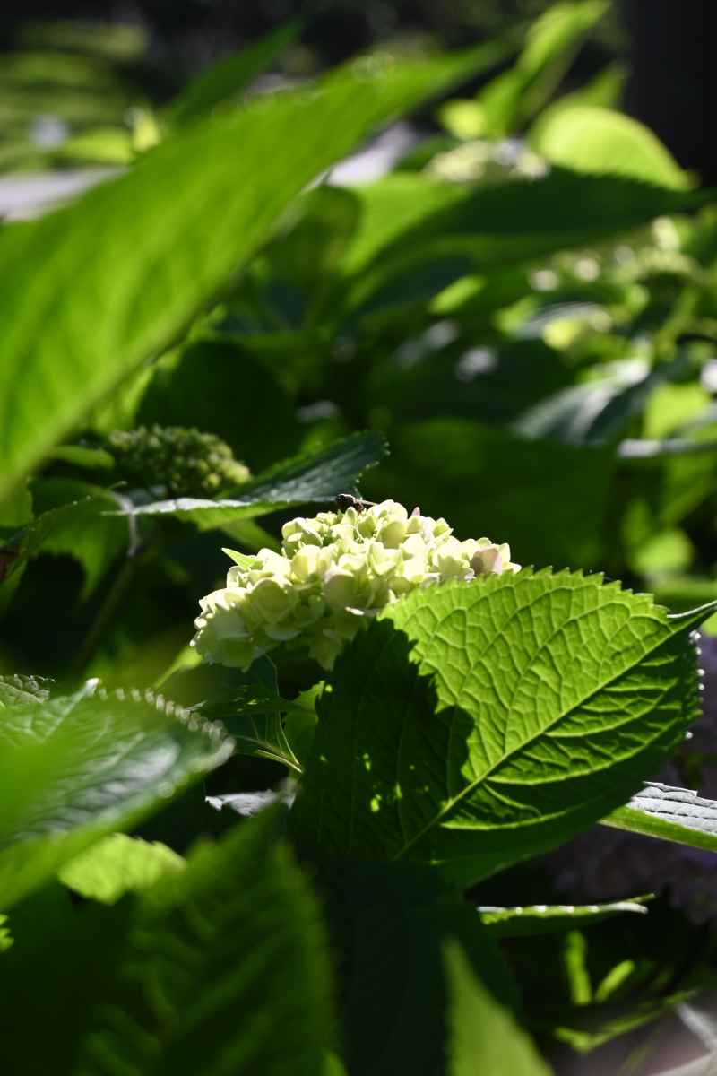 绣球花 3