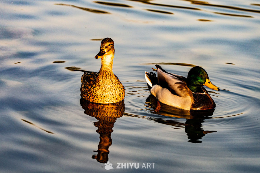 双鸭戏水，静谧黄昏