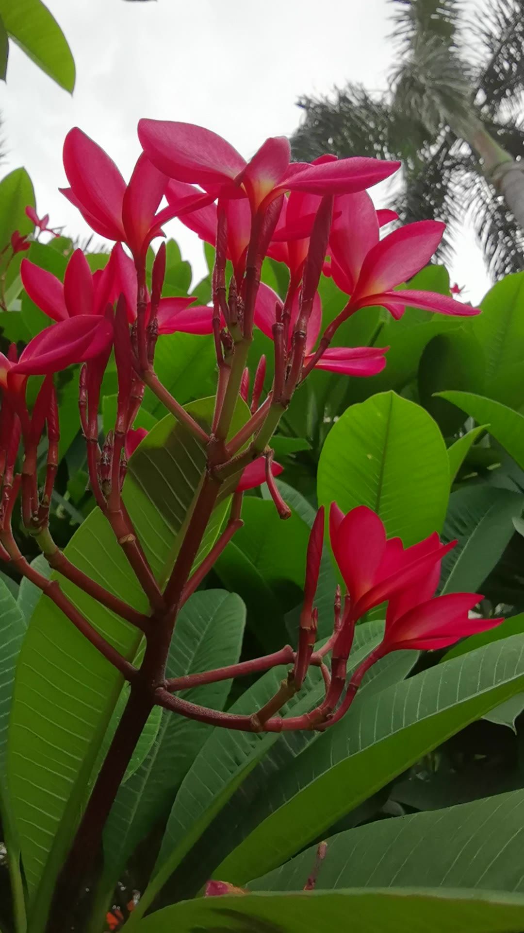 阳光下的花