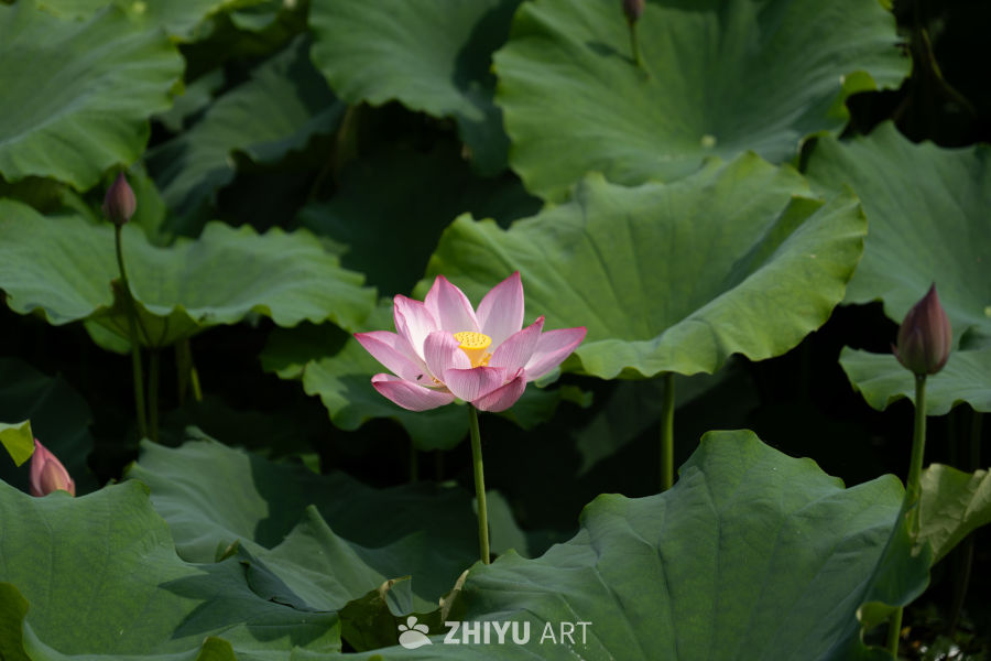 荷花 172