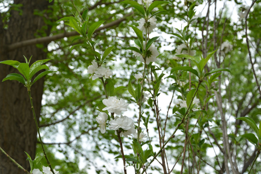 山桃花