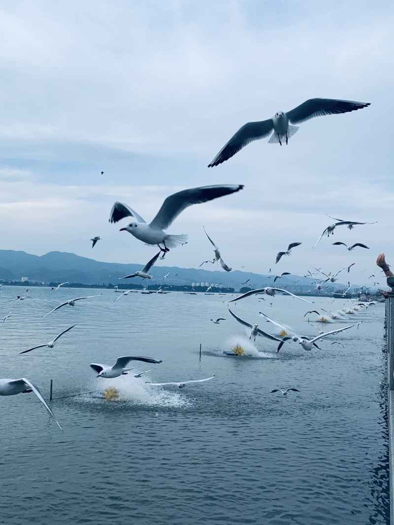 海鸥 11