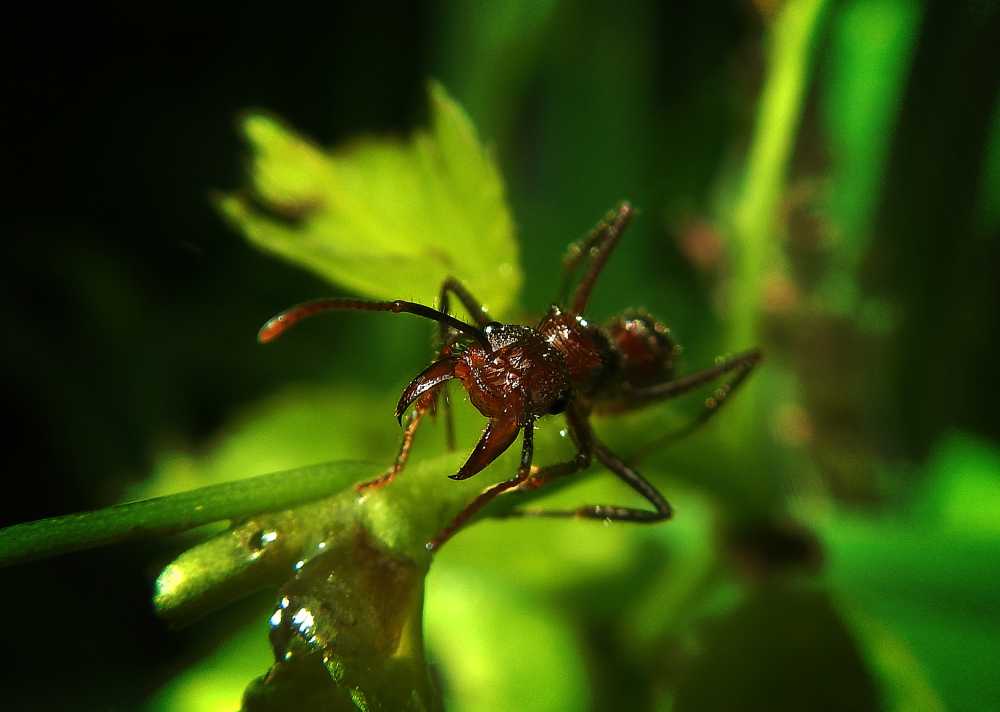 蚂蚁巢蜇昆虫