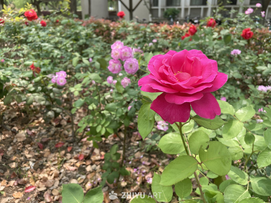 春季花卉 20