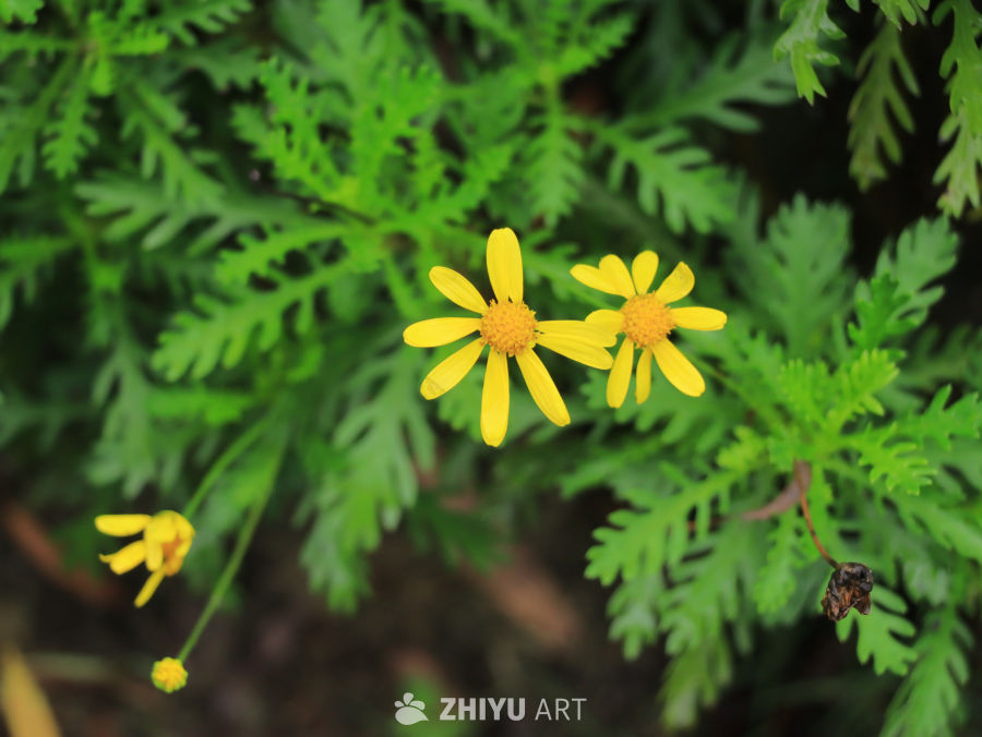黄花绿叶的宁静时光