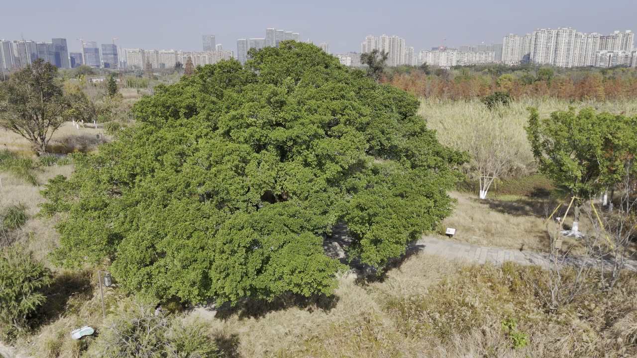 湿地红杉 7
